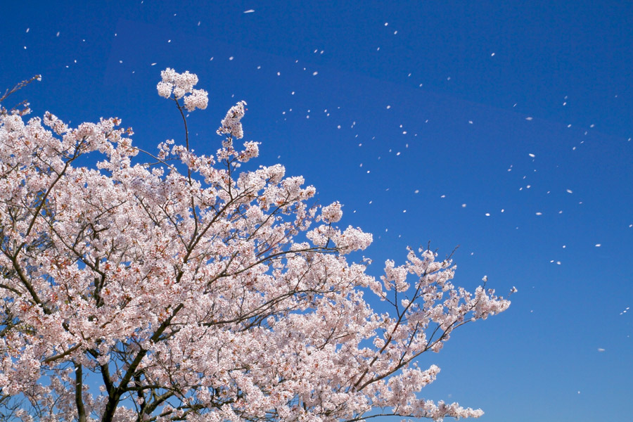 桜が散る